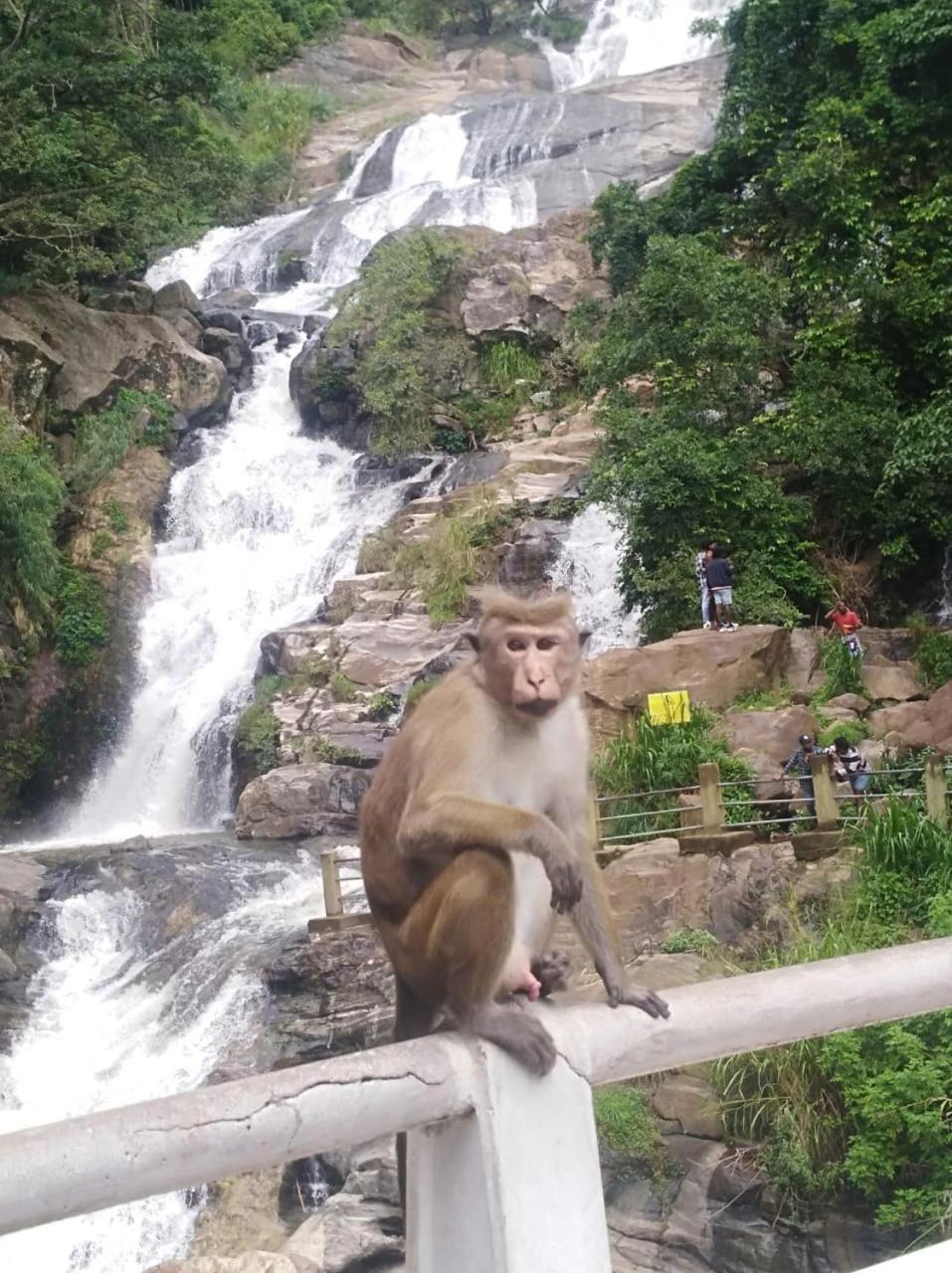 Himansa Homestay เอลลา ภายนอก รูปภาพ