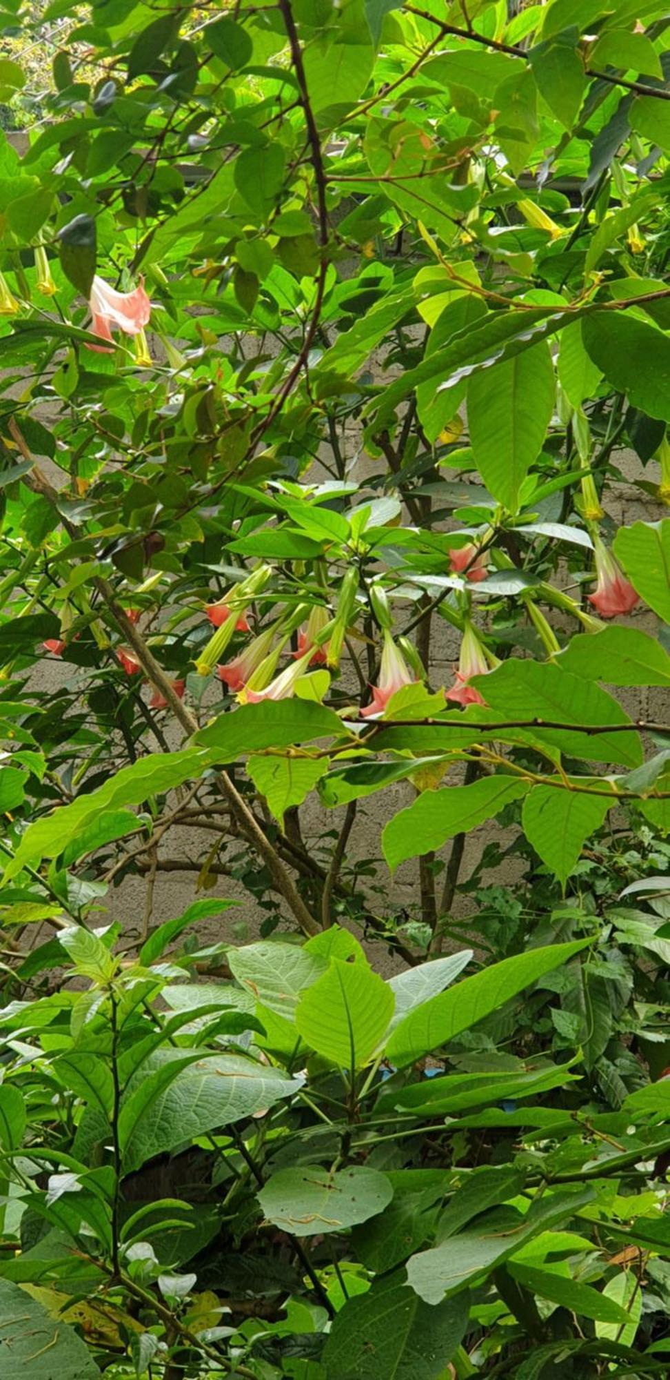 Himansa Homestay เอลลา ภายนอก รูปภาพ